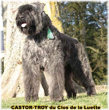 bouvier des flandres du clos de la luette - copyright déposé